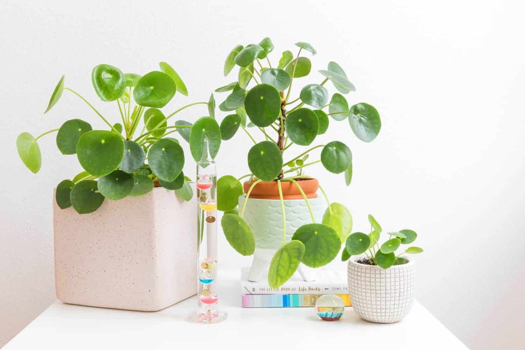 Caring for Pilea (Chinese Money Plant)