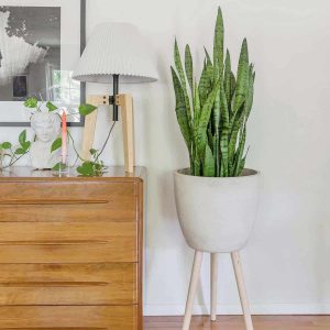 How to Care for Snake Plants – Sansevieria